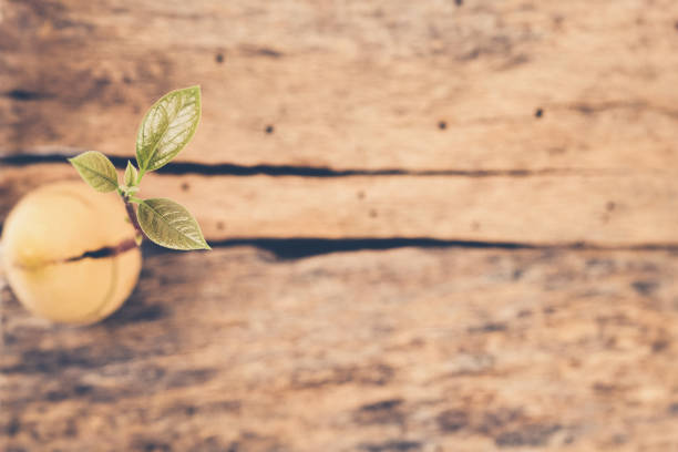 Avocado Tree from above on the wood