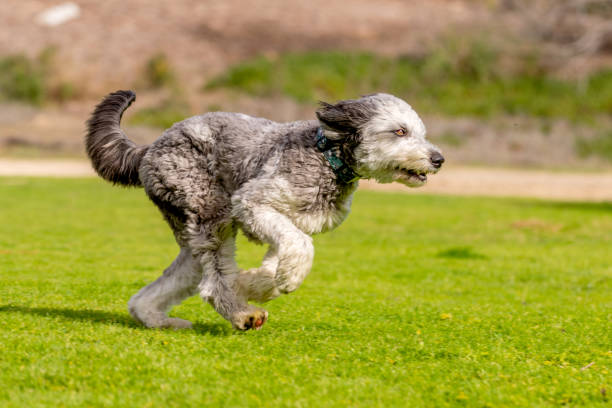 istock They are companion dogs. 1129676953