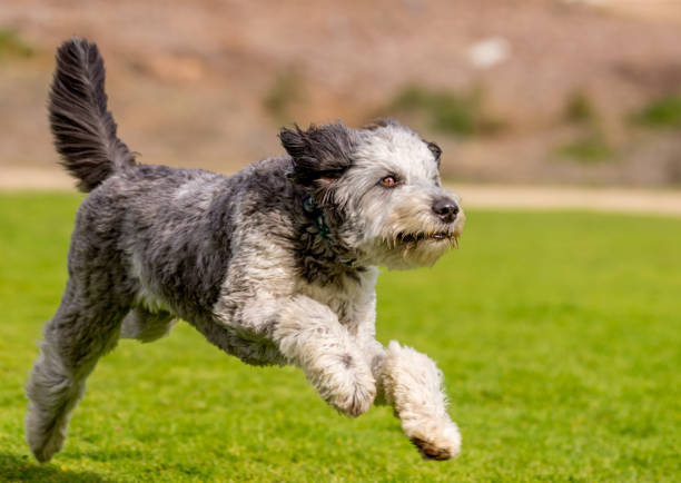 istock They are companion dogs. 1129676961
