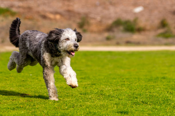 istock They are companion dogs. 1129676970
