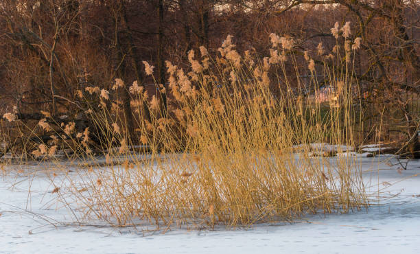 Shrubs during winter Shrubs during winter årstid stock pictures, royalty-free photos & images