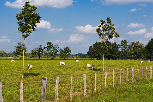 Cows grazing on farm field, Barinas, Venezuela