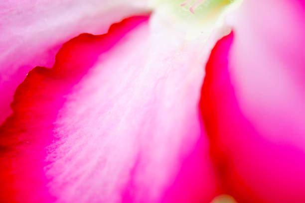 istock Abstract floral background. Macro photography. 1129679157
