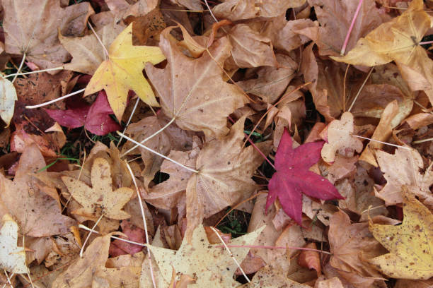 istock Autumn colors with leaves on the ground 1129680282