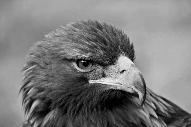 istock A view of a Golden Eagle in monochrome 1129680738