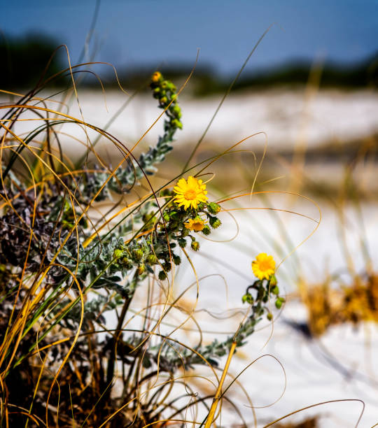 Yellow spring flowers adorn a Florida beach dune on the east coast