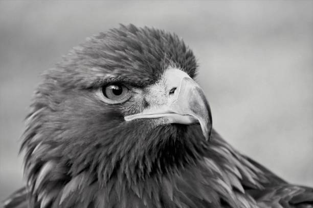 A view of a Golden Eagle in monochrome