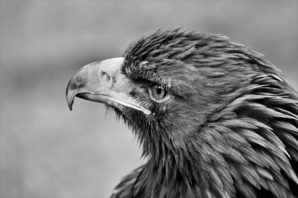 istock A view of a Golden Eagle in monochrome 1129680743
