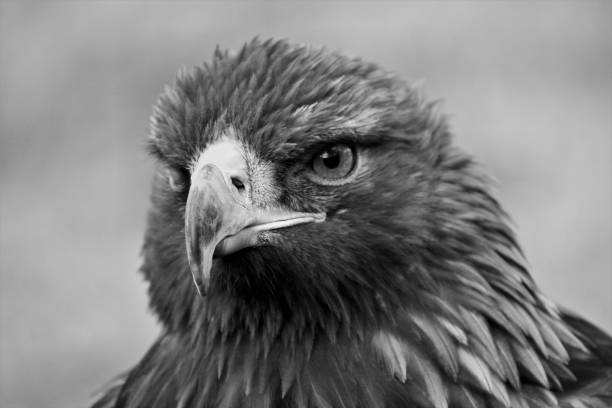 istock A view of a Golden Eagle in monochrome 1129680744