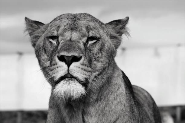 A view of an African Lion in monochrome A view of an African Lion in monochrome safari animals lion road scenics stock pictures, royalty-free photos & images