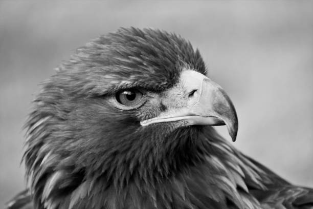 istock A view of a Golden Eagle in monochrome 1129680805