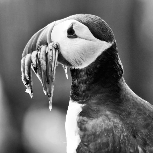 istock A picture of a Puffin with sand eels in monochrome 1129680821