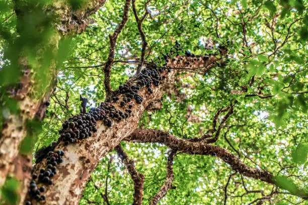 Photo of Brazilian black cherry called 