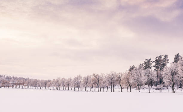 Winter landscapes in Sweden with wooden avenue through cloudy snow landscapes träd allé täckt av snö en mulen lila skimrande dag årstid stock pictures, royalty-free photos & images