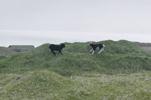 istock Two young lambs playing around on green grass 1129682791