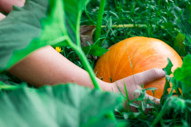 istock harvesting an orange pumpkin 1129682794