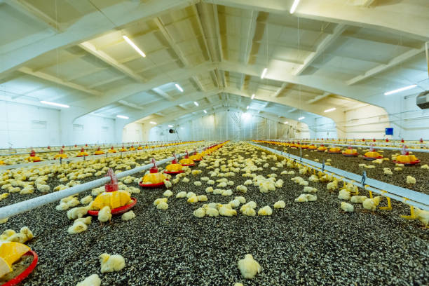 Big light chicken farm with temperature control and many yellow chicks lying on black sunflower seeds.