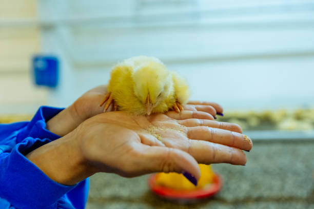 carino piccolo pulcino giallo seduto sulle mani delle donne e mangiando sullo sfondo dell'allevamento di pollame. - baby chicken young bird easter bird foto e immagini stock