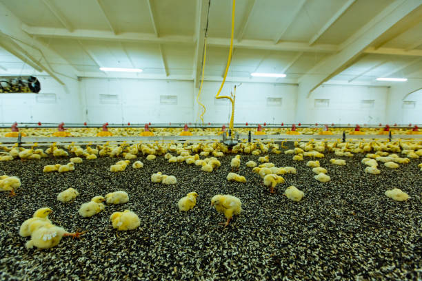 istock Yellow newborn chicken broilers at the poultry farm. 1129685453
