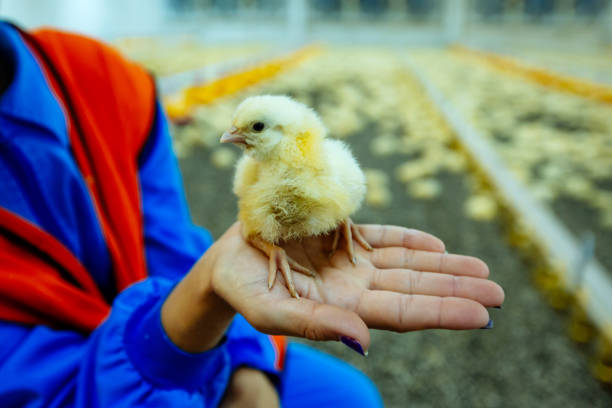 pracująca kobieta trzymająca nowo narodzoną dziewczynkę na rękach w fermie kurczaka z niewyraźnym tłem. - baby chicken eggs young bird easter zdjęcia i obrazy z banku zdjęć