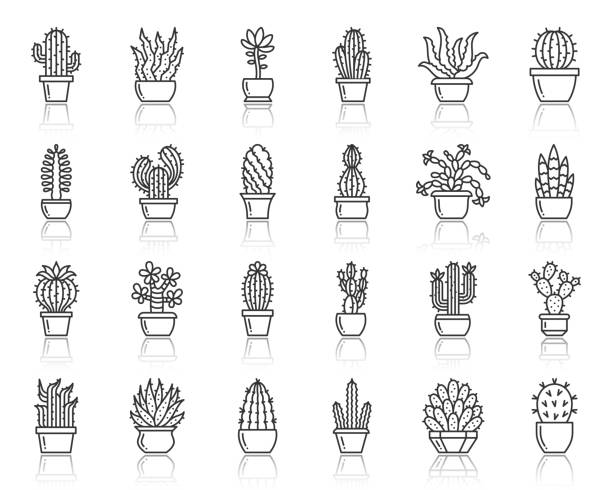 ilustraciones, imágenes clip art, dibujos animados e iconos de stock de cactus suculentas línea negra simple icono vector set - cactus blooming southwest usa flower head