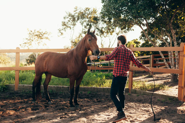 Man training his horse in the corral