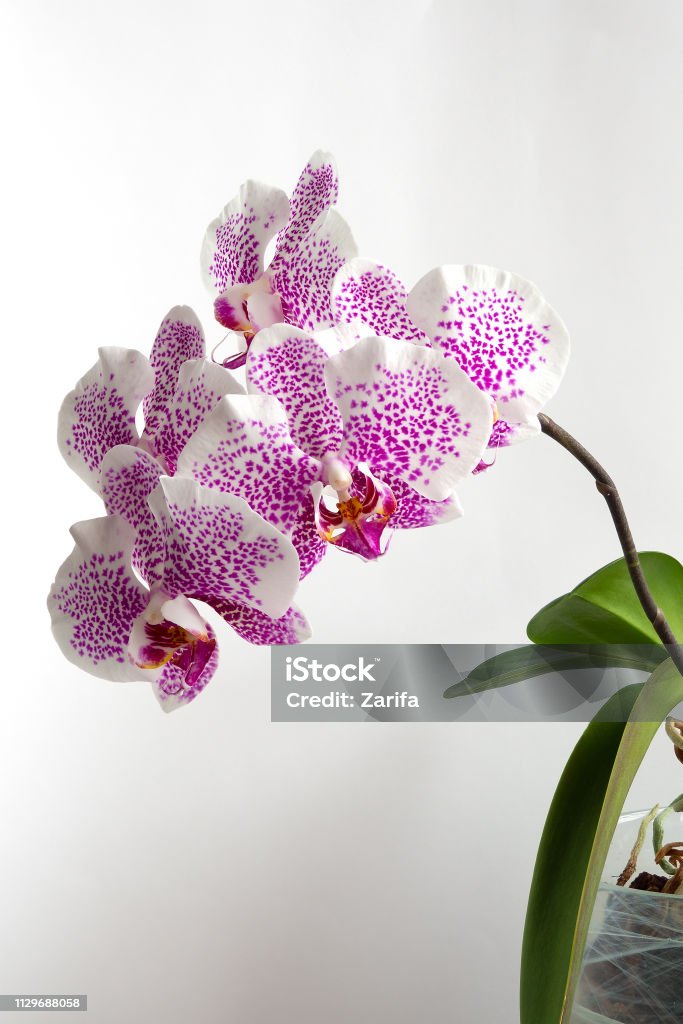 Foto de Orquídea Branca Com Manchas Roxas E Folhas Verdes e mais fotos de  stock de Beleza - iStock