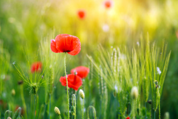 istock Red poppy flowers bloom on a green spring meadow in sunset light 1129688800