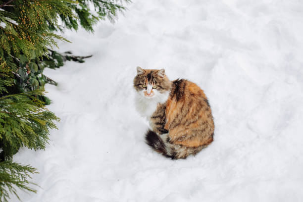 istock Cat on the snow. Stray cat, with space for text. 1129690280