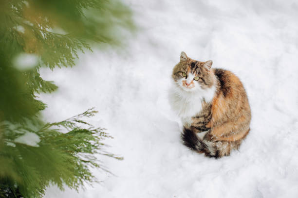 istock Beautiful stray cat on the snow, with space for text. Stray cat. 1129690797