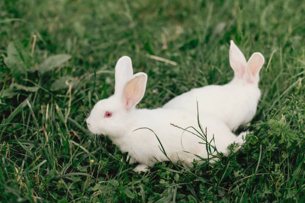 istock White beautiful hares on a green grass background. 1129691907