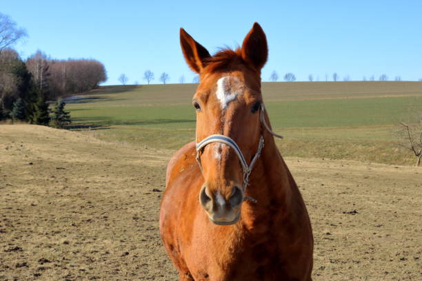 istock Brown horses running free in meadow 1129692869