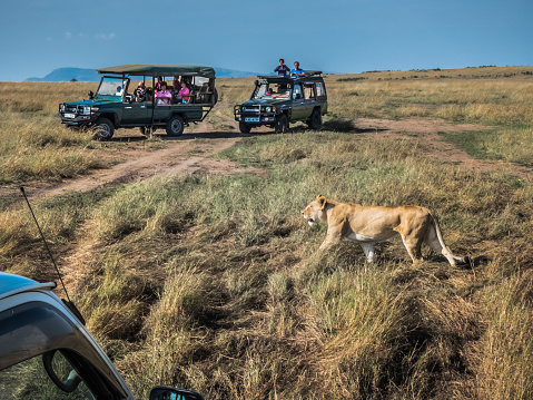 Masai Mara, KENYA - September 5, 2018. Close-up of a lioness hunting for prey walking in the high grass of the savannah on a sunny day while some tourists on their jeep look at it closely