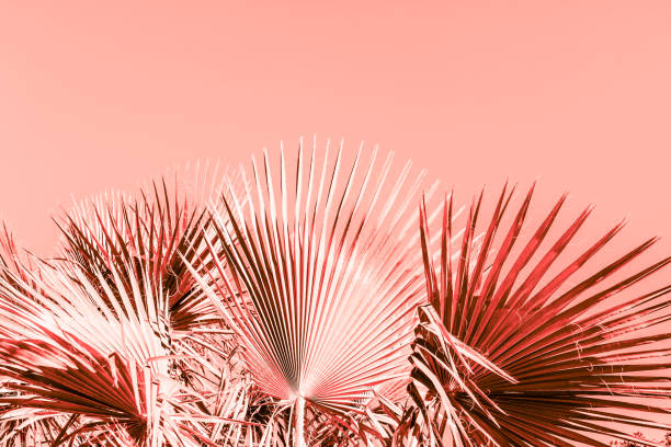 istock Branches of palm tree toned in living coral 1129695185