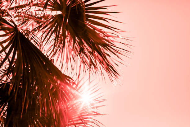 istock Branches of palm tree toned in living coral 1129695198