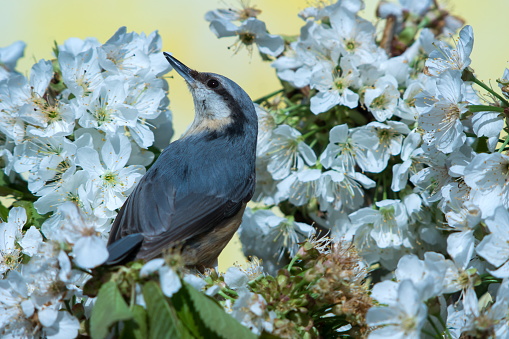 Eurasian nuthatch on  a blossoming cherry twig,Eifel,Germany.\nPlease see more similar pictures of my Portfolio.\nThank you!