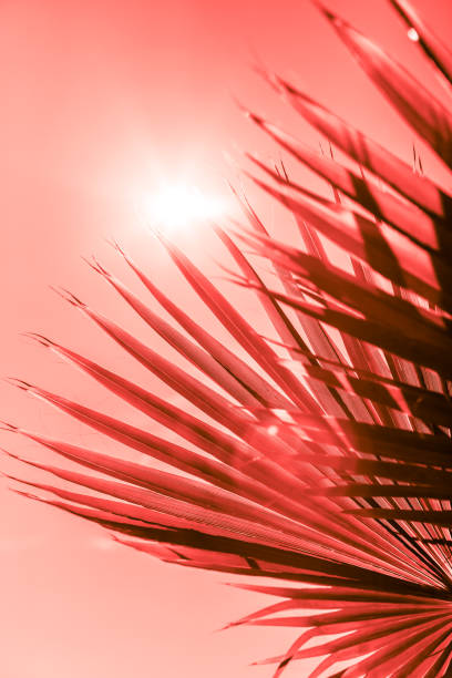 istock Branches of palm tree toned in living coral 1129696420