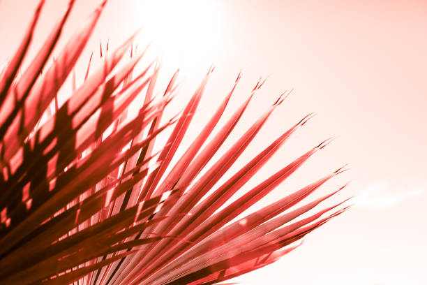 istock Branches of palm tree toned in living coral 1129696577