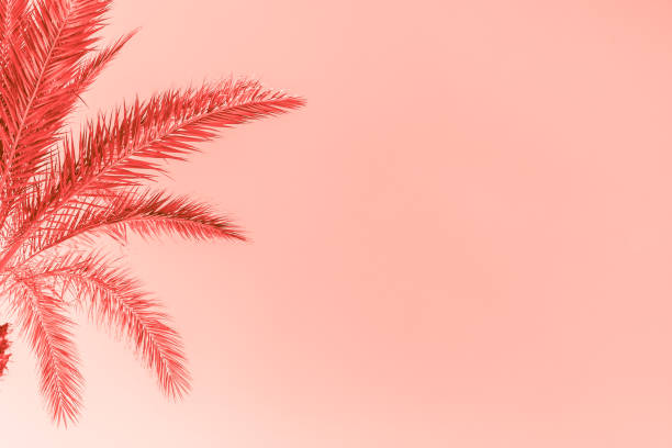 istock Branches of palm tree toned in living coral 1129696702