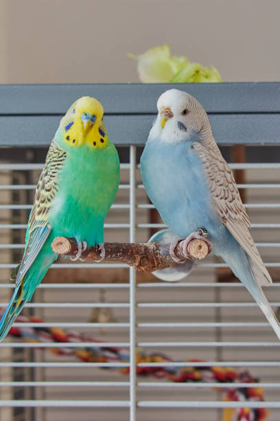 istock budgie pair is sitting in front of the cage 1129699345