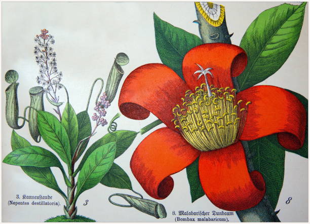 istock Antique Botanical lithograhs. (3) Nepentesdestilaatoria, (8) Bombax malabaricum. Munich 1880-1889,  Germany. 1129701233