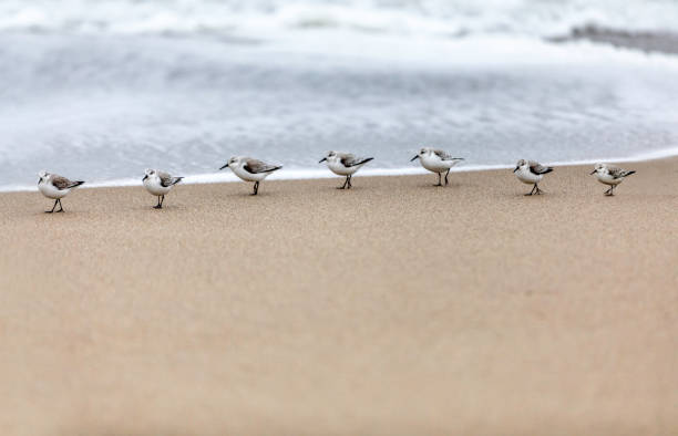 Sanderlings in a Row on the Beach High quality stock photo of a collection of Sanderlings marching on the beach sanderling calidris alba stock pictures, royalty-free photos & images