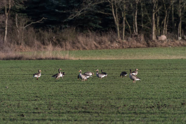 istock Wild geese grazing in a field 1129702138