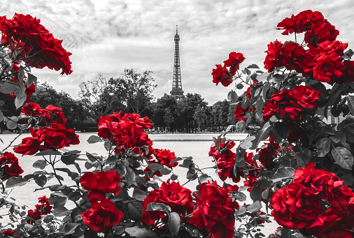 Photography of the Eiffel tower surrounded by red roses in the foreground in monochrome featuring red