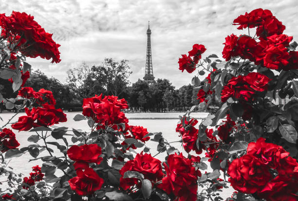 Eiffel Tower with Red Roses in Foreground in black and white Photography of the Eiffel tower surrounded by red roses in the foreground in monochrome featuring red black and white rose stock pictures, royalty-free photos & images