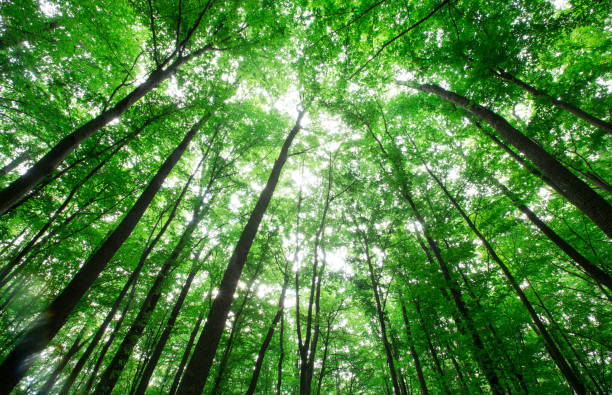 istock forest trees. nature green wood sunlight backgrounds 1129703589