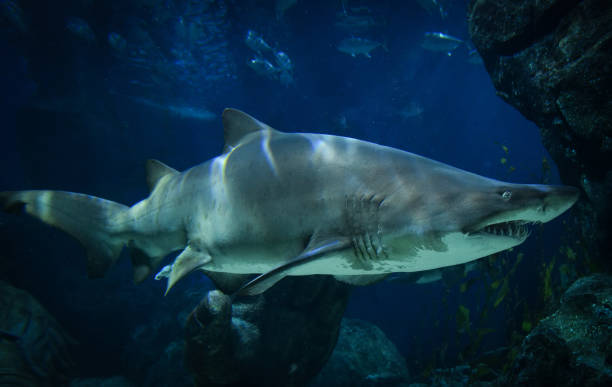 istock large Ragged Tooth Shark or Sand Tiger Shark 1129703728