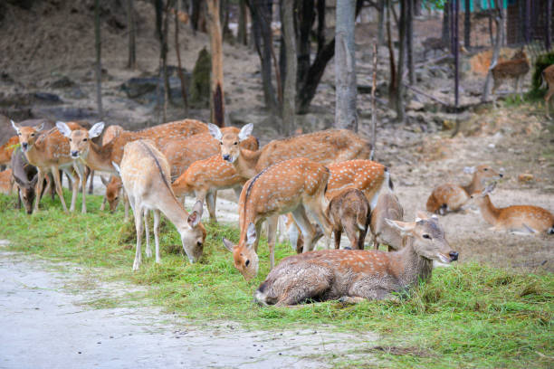 istock Chital Cheetal Spotted deer / Axis deer graze in the national park 1129703756