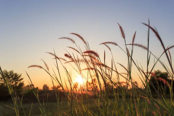 istock Beautiful scene with waving wild grass on a sunset. 1129707440