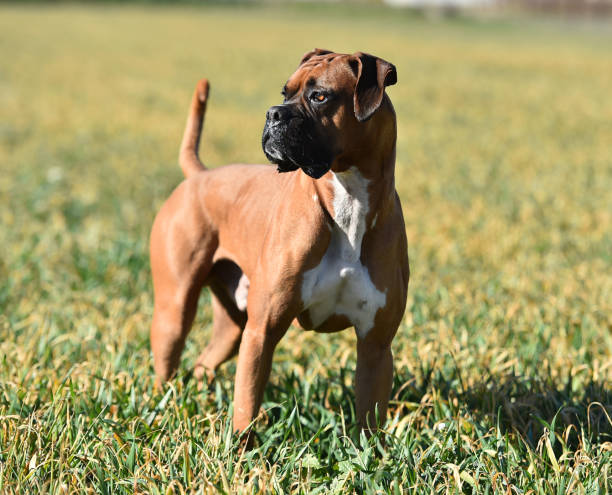 boxeador - boxer perro fotografías e imágenes de stock